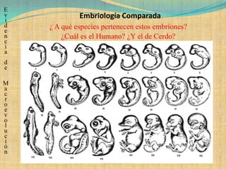 E
v
i
             Embriología Comparada
d   ¿ A qué especies pertenecen estos embriones?
e
n       ¿Cuál es el Humano? ¿Y el de Cerdo?
c
i
a
d
e

M
a
c
r
o
e
v
o
l
u
c
i
ó
n
 