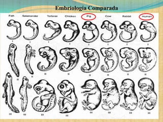 Embriología Comparada
 