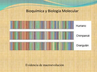 Bioquímica y Biología Molecular




Evidencia de macroevolución
 