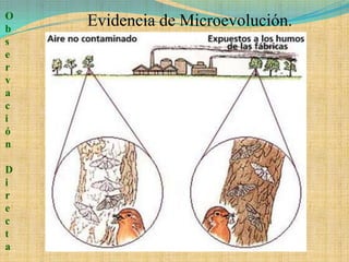 O
b
    Evidencia de Microevolución.
s
e
r
v
a
c
i
ó
n

D
i
r
e
c
t
a
 