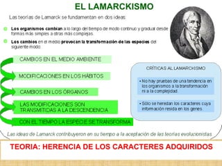 EL LAMARCKISMO




TEORIA: HERENCIA DE LOS CARACTERES ADQUIRIDOS
 
