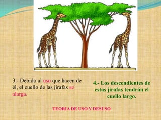 3.- Debido al uso que hacen de    4.- Los descendientes de
él, el cuello de las jirafas se    estas jirafas tendrán el
alarga.                                  cuello largo.

                 TEORIA DE USO Y DESUSO
 