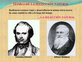 TEORIA DE LA SELECCIÓN NATURAL
Realizaron extensos viajes y desarrollaron la misma teoría acerca
de como cambió la vida a lo largo del tiempo
                             ... LA SELECCIÓN NATURAL




      Charles Darwin                          Alfred Wallace
 