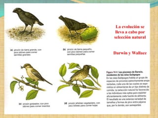 La evolución se
 lleva a cabo por
selección natural


Darwin y Wallace
 