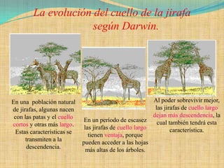 La evolución del cuello de la jirafa
                     según Darwin.




En una población natural                                    Al poder sobrevivir mejor,
de jirafas, algunas nacen                                    las jirafas de cuello largo
 con las patas y el cuello                                  dejan más descendencia, la
                              En un período de escasez        cual también tendrá esta
cortos y otras más largo.     las jirafas de cuello largo
 Estas características se                                           característica.
                                tienen ventaja, porque
      transmiten a la        pueden acceder a las hojas
      descendencia.            más altas de los árboles.
 