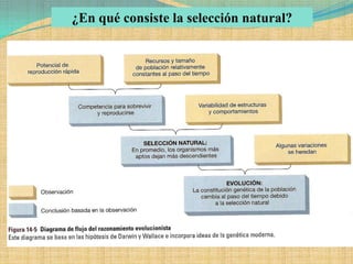¿En qué consiste la selección natural?
 