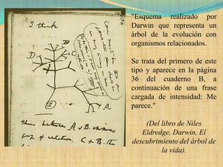 "Esquema realizado por
Darwin que representa un
árbol de la evolución con
organismos relacionados.

Se trata del primero de este
tipo y aparece en la página
36 del cuaderno B, a
continuación de una frase
cargada de intensidad: Me
parece."

    (Del libro de Niles
   Eldredge, Darwin, El
descubrimiento del árbol de
         la vida).
 