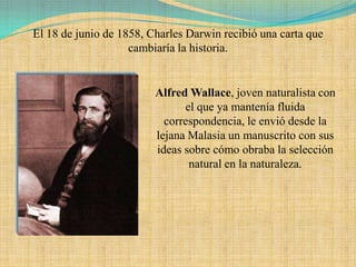 El 18 de junio de 1858, Charles Darwin recibió una carta que
                    cambiaría la historia.


                         Alfred Wallace, joven naturalista con
                               el que ya mantenía fluida
                           correspondencia, le envió desde la
                         lejana Malasia un manuscrito con sus
                         ideas sobre cómo obraba la selección
                                natural en la naturaleza.
 