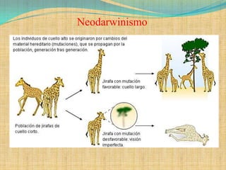 Neodarwinismo
 