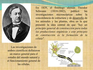 En 1839, el fisiólogo alemán Theodor
                        Schwann      (1810-1882),     publicó     las
                        investigaciones microscópicas sobre la
                        concordancia de estructura y de desarrollo de
                        los animales y las plantas, obra en la que
                        presentó la idea central de que "hay un
                        principio general de construcción para todas
                        las producciones orgánicas y este principio
                        de construcción es la formación de la
                        célula".


    Las investigaciones de
ambos científicos definieron
   un marco general para el
 estudio del mundo natural y
el funcionamiento general de
          las células.
 