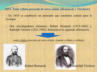 1855. Toda célula procede de otra célula (Remarck y Virchow)

 - En 1855 se estableció un principio que resultaría central para la
 biología.

 - Dos investigadores alemanes, Robert Remarck (1815-1865) y
   Rudolph Virchow (1821-1902), formularon la siguiente afirmación:


      toda célula procede de otra célula. (omnis cellula e cellula)




               Robert Remarck                           Rudolph Virchow
 