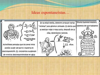 Ideas espontaneístas…
 