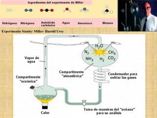 Experimento Stanley Miller- Harold Urey
 