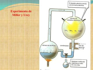 Experimento de
 Miller y Urey
 