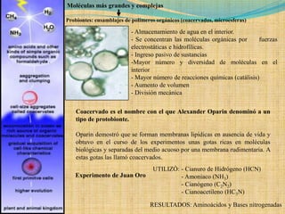 Moléculas más grandes y complejas

Probiontes: ensamblajes de polímeros orgánicos (coacervados, microesferas)

                          - Almacenamiento de agua en el interior.
                          - Se concentran las moléculas orgánicas por      fuerzas
                          electrostáticas e hidrofílicas.
                          - Ingreso pasivo de sustancias
                          -Mayor número y diversidad de moléculas en el
                          interior
                          - Mayor número de reacciones químicas (catálisis)
                          - Aumento de volumen
                          - División mecánica

    Coacervado es el nombre con el que Alexander Oparin denominó a un
    tipo de protobionte.

    Oparin demostró que se forman membranas lipídicas en ausencia de vida y
    obtuvo en el curso de los experimentos unas gotas ricas en moléculas
    biológicas y separadas del medio acuoso por una membrana rudimentaria. A
    estas gotas las llamó coacervados.
                                   UTILIZÓ: - Cianuro de Hidrógeno (HCN)
   Experimento de Juan Oro                  - Amoniaco (NH3)
                                            - Cianógeno (C2N2)
                                            - Cianoacetileno (HC3N)

                                  RESULTADOS: Aminoácidos y Bases nitrogenadas
 