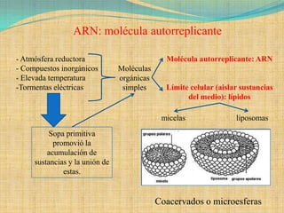 ARN: molécula autorreplicante

- Atmósfera reductora                         Molécula autorreplicante: ARN
- Compuestos inorgánicos        Moléculas
- Elevada temperatura           orgánicas
-Tormentas eléctricas            simples      Límite celular (aislar sustancias
                                                    del medio): lípidos

                                             micelas               liposomas
          Sopa primitiva
           promovió la
         acumulación de
     sustancias y la unión de
              estas.


                                            Coacervados o microesferas
 
