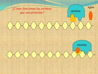 ¿Cómo funcionan las enzimas               agua
    que son proteínas?        enzima




                                 enzima
 