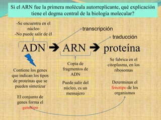 Si el ARN fue la primera molécula autorreplicante, qué explicación
         tiene el dogma central de la biología molecular?
  -Se encuentra en el
        núcleo                      transcripción
 -No puede salir de él
                                                traducción

     ADN  ARN  proteína
                                               Se fabrica en el
                            Copia de          citoplasma, en los
 Contiene los genes      fragmentos de            ribosomas
que indican los tipos        ADN
 de proteínas que se     Puede salir del        Determinan el
  pueden sintetizar       núcleo, es un         fenotipo de los
                           mensajero              organismos
   El conjunto de
   genes forma el
      genotipo
 