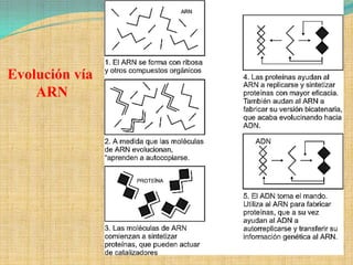 Evolución vía
    ARN
 