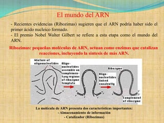 El mundo del ARN
- Recientes evidencias (Ribozimas) sugieren que el ARN podría haber sido el
primer ácido nucleico formado.
- El premio Nobel Walter Gilbert se refiere a esta etapa como el mundo del
ARN.
Ribozimas: pequeñas moléculas de ARN, actuan como enzimas que catalizan
              reacciones, incluyendo la sintesis de más ARN.




            La molécula de ARN presenta dos características importantes:
                         - Almacenamiento de información
                             - Catalizador (Ribozimas)
 