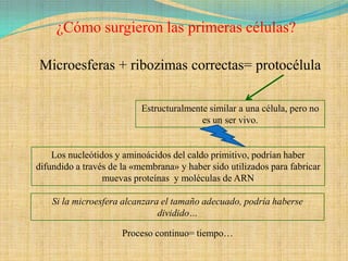 ¿Cómo surgieron las primeras células?

Microesferas + ribozimas correctas= protocélula

                           Estructuralmente similar a una célula, pero no
                                          es un ser vivo.


    Los nucleótidos y aminoácidos del caldo primitivo, podrían haber
difundido a través de la «membrana» y haber sido utilizados para fabricar
                 muevas proteínas y moléculas de ARN

    Si la microesfera alcanzara el tamaño adecuado, podría haberse
                               dividido…

                      Proceso continuo= tiempo…
 