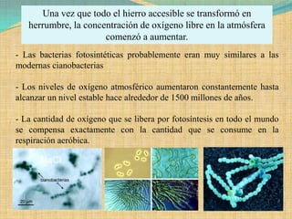 Una vez que todo el hierro accesible se transformó en
   herrumbre, la concentración de oxígeno libre en la atmósfera
                      comenzó a aumentar.
- Las bacterias fotosintéticas probablemente eran muy similares a las
modernas cianobacterias

- Los niveles de oxígeno atmosférico aumentaron constantemente hasta
alcanzar un nivel estable hace alrededor de 1500 millones de años.

- La cantidad de oxígeno que se libera por fotosíntesis en todo el mundo
se compensa exactamente con la cantidad que se consume en la
respiración aeróbica.
 