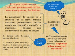 El oxígeno puede ser muy               Hay algo raro en
                                                 el aire… me
    peligroso, pues reacciona con las             muero…!!
   moléculas orgánicas y las destruye.

  La acumulación de oxígeno en la
  atmósfera de la Tierra primitiva
  exterminó probablemente muchos               La crisis del
  organismos y fomentó la evolución de          oxígeno
  mecanismos          celulares       para
  contrarrestar la toxicidad del oxígeno.

1.- defensa contra      la   acción           creó la presión ambiental
química del oxígeno.                            para el siguiente gran
                                      ¿para    avance en la era de los
2.- canaliza su poder destructor, a
través de la respiración aeróbica,
                                      qué?    microbios: la aptitud de
para generar energía útil para la               utilizar oxígeno en el
célula.                                              metabolismo
 