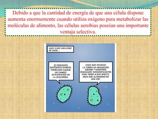 Debido a que la cantidad de energía de que una célula dispone
aumenta enormemente cuando utiliza oxígeno para metabolizar las
moléculas de alimento, las células aerobias poseían una importante
                        ventaja selectiva.
 