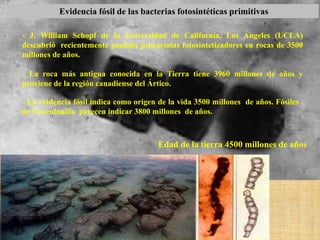 Evidencia fósil de las bacterias fotosintéticas primitivas

- J. William Schopf de la Universidad de California, Los Ángeles (UCLA)
descubrió recientemente posibles procariotas fotosintetizadores en rocas de 3500
millones de años.

- La roca más antigua conocida en la Tierra tiene 3960 millones de años y
proviene de la región canadiense del Ártico.

- La evidencia fósil indica como origen de la vida 3500 millones de años. Fósiles
de Groenlandia parecen indicar 3800 millones de años.



                                       Edad de la tierra 4500 millones de años
 