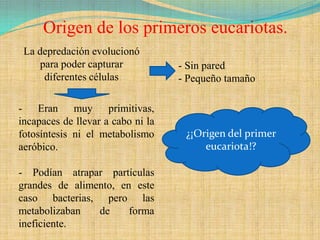 Origen de los primeros eucariotas.
 La depredación evolucionó
     para poder capturar           - Sin pared
      diferentes células           - Pequeño tamaño

- Eran muy primitivas,
incapaces de llevar a cabo ni la
fotosíntesis ni el metabolismo      ¿¡Origen del primer
aeróbico.                               eucariota!?

- Podían atrapar partículas
grandes de alimento, en este
caso bacterias, pero las
metabolizaban   de     forma
ineficiente.
 