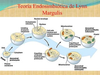 Teoría Endosimbiótica de Lynn
          Margulis
 