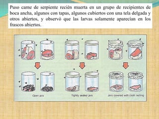 Puso carne de serpiente recién muerta en un grupo de recipientes de
boca ancha, algunos con tapas, algunos cubiertos con una tela delgada y
otros abiertos, y observó que las larvas solamente aparecían en los
frascos abiertos.
 