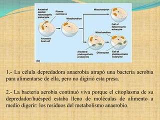 1.- La célula depredadora anaerobia atrapó una bacteria aerobia
para alimentarse de ella, pero no digirió esta presa.

2.- La bacteria aerobia continuó viva porque el citoplasma de su
depredador/huésped estaba lleno de moléculas de alimento a
medio digerir: los residuos del metabolismo anaerobio.
 