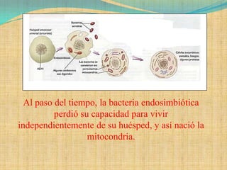 Al paso del tiempo, la bacteria endosimbiótica
          perdió su capacidad para vivir
independientemente de su huésped, y así nació la
                   mitocondria.
 