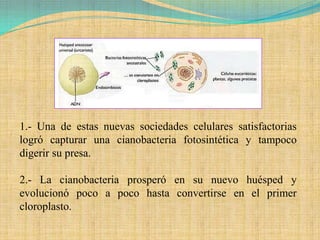 1.- Una de estas nuevas sociedades celulares satisfactorias
logró capturar una cianobacteria fotosintética y tampoco
digerir su presa.

2.- La cianobacteria prosperó en su nuevo huésped y
evolucionó poco a poco hasta convertirse en el primer
cloroplasto.
 