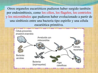 Otros organelos eucarióticos pudieron haber surgido también
 por endosimbiosis, como los cilios, los flagelos, los centriolos
y los microtúbulos que pudieron haber evolucionado a partir de
   una simbiosis entre una bacteria tipo espirilo y una célula
                     eucariótica primitiva.
 