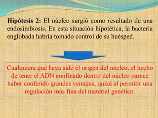 Hipótesis 2: El núcleo surgió como resultado de una
endosimbiosis. En esta situación hipotética, la bacteria
englobada habría tomado control de su huésped.



Cualquiera que haya sido el origen del núcleo, el hecho
 de tener el ADN confinado dentro del núcleo parece
haber conferido grandes ventajas, quizá al permitir una
      regulación más fina del material genético.
 