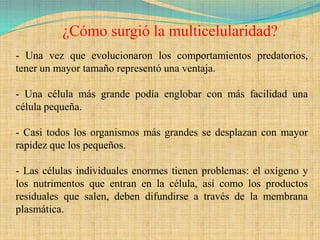 ¿Cómo surgió la multicelularidad?
- Una vez que evolucionaron los comportamientos predatorios,
tener un mayor tamaño representó una ventaja.

- Una célula más grande podía englobar con más facilidad una
célula pequeña.

- Casi todos los organismos más grandes se desplazan con mayor
rapidez que los pequeños.

- Las células individuales enormes tienen problemas: el oxígeno y
los nutrimentos que entran en la célula, así como los productos
residuales que salen, deben difundirse a través de la membrana
plasmática.
 
