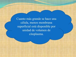 Cuanto más grande se hace una
  célula, menos membrana
superficial está disponible por
    unidad de volumen de
          citoplasma.
 