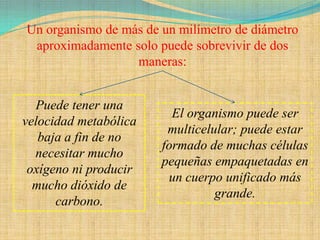 Un organismo de más de un milímetro de diámetro
 aproximadamente solo puede sobrevivir de dos
                  maneras:


  Puede tener una
                         El organismo puede ser
velocidad metabólica
                        multicelular; puede estar
   baja a fin de no
                       formado de muchas células
  necesitar mucho
                       pequeñas empaquetadas en
 oxígeno ni producir
                        un cuerpo unificado más
  mucho dióxido de
                                 grande.
      carbono.
 