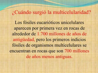 ¿Cuándo surgió la multicelularidad?
   Los fósiles eucarióticos unicelulares
  aparecen por primera vez en rocas de
 alrededor de 1.700 millones de años de
  antigüedad, pero los primeros indicios
 fósiles de organismos multicelulares se
encuentran en rocas que son 700 millones
         de años menos antiguas.
 