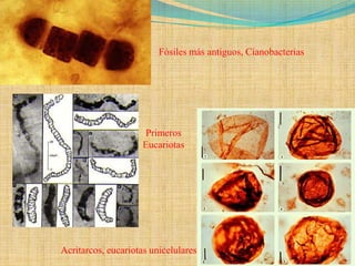 Fósiles más antiguos, Cianobacterias




                      Primeros
                     Eucariotas




Acritarcos, eucariotas unicelulares
 