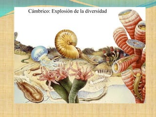 Cámbrico: Explosión de la diversidad
 