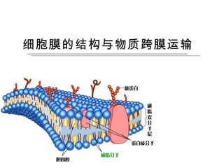 细胞膜的结构与物质跨膜运输
 