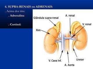 6. SUPRA-RENAIS ou ADRENAIS:
. Acima dos rins.
   . Adrenalina

  . Cortisol:
 
