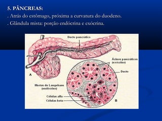 5. PÂNCREAS:
. Atrás do estômago, próxima a curvatura do duodeno.
. Glândula mista: porção endócrina e exócrina.
 