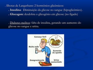 . Ilhotas de Langerhans: 2 hormônios glicêmicos:
    . Insulina: Diminuição da glicose no sangue (hipoglicêmico).
    . Glucagon: desdobra o glicogênio em glicose (no fígado)

  . Diabetes melitos: falta de insulina, gerando um aumento do
  glicose no sangue e urina.
 