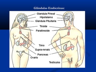 Glândulas Endócrinas:
 