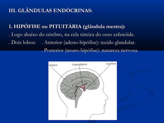 III. GLÂNDULAS ENDÓCRINAS:

1. HIPÓFISE ou PITUITÁRIA (glândula mestra):
. Logo abaixo do cérebro, na cela túrcica do osso esfenóide.
. Dois lobos: . Anterior (adeno-hipófise): tecido glandular.
               . Posterior (neuro-hipófise): natureza nervosa.
 