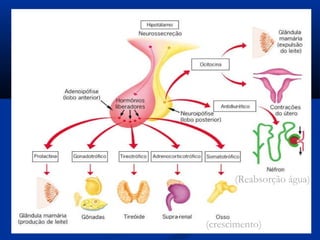 (Reabsorção água)



(crescimento)
 